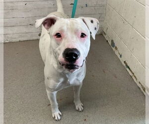 Mutt Dogs for adoption in San Bernardino, CA, USA