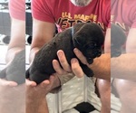 Small Photo #29 Cane Corso Puppy For Sale in REEVESVILLE, SC, USA