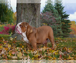 Small Photo #1 English Bulldog Puppy For Sale in PAW PAW, MI, USA