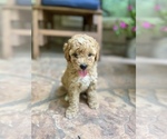 Small Photo #1 Goldendoodle (Miniature) Puppy For Sale in SPRING, TX, USA