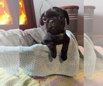 Small #1 Pug