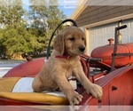 Small Photo #13 Golden Retriever Puppy For Sale in SAUK RAPIDS, MN, USA