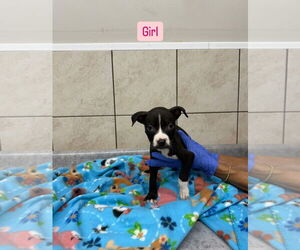 Mutt Dogs for adoption in Sterling, MA, USA
