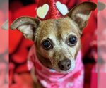 Small Photo #8 Chihuahua-Unknown Mix Puppy For Sale in Arlington, VA, USA