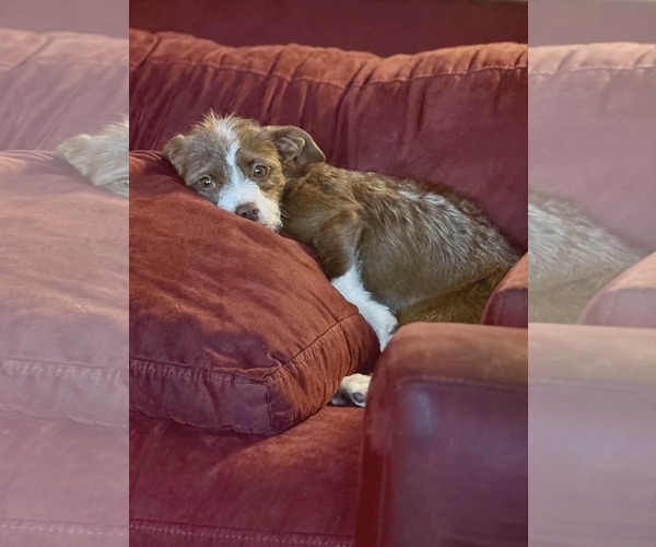 Medium Photo #5 Pekingese-Unknown Mix Puppy For Sale in Westwood, NJ, USA