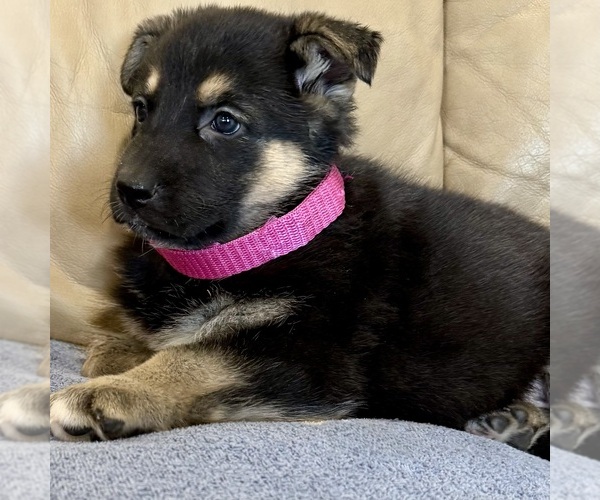 Medium Photo #59 German Shepherd Dog Puppy For Sale in BRIGHTON, CO, USA