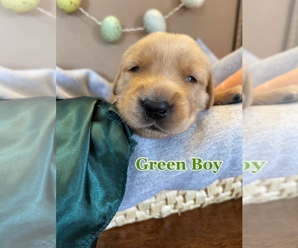 Medium Photo #4 Golden Retriever Puppy For Sale in PEORIA, AZ, USA