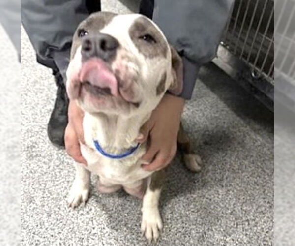 Medium Photo #2 Mutt Puppy For Sale in Houston, TX, USA