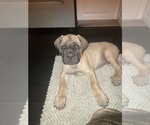 Small #1 Cane Corso