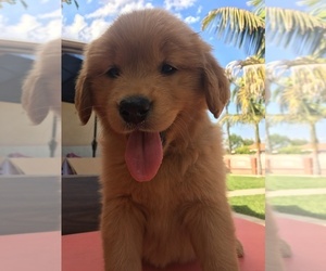 Golden Retriever Puppy for sale in SANTA ANA, CA, USA