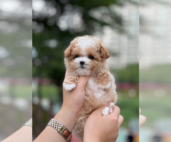 Medium Photo #2 Maltipoo Puppy For Sale in BURKE, VA, USA