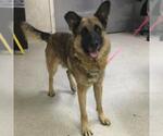 Small German Shepherd Dog