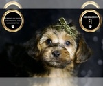 Small #6 YorkiePoo