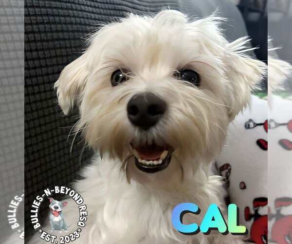 Medium Photo #1 Maltese Puppy For Sale in Omaha, NE, USA