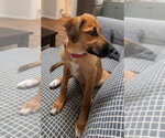 Small #1 German Shepherd Dog Mix