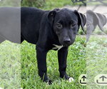 Small Photo #3 American Pit Bull Terrier-Labrador Retriever Mix Puppy For Sale in Southbury, CT, USA