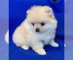 Small Pomeranian