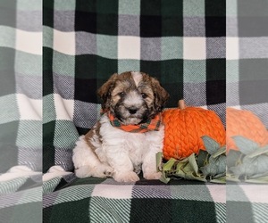 Havanese Puppy for sale in BIRD IN HAND, PA, USA