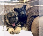 Small Photo #13 German Shepherd Dog Puppy For Sale in BRIGHTON, CO, USA