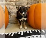 Small #4 Australian Cattle Dog-Border Collie Mix