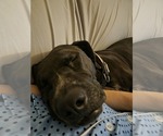 Small Photo #25 Boxer-Pointer Mix Puppy For Sale in Sandy, UT, USA