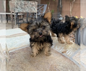 Yorkshire Terrier Puppy for sale in LAS VEGAS, NV, USA