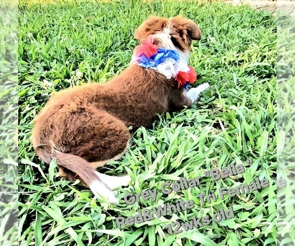Medium Photo #3 Border Collie Puppy For Sale in BYBEE, TN, USA