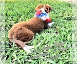 Small #2 Border Collie