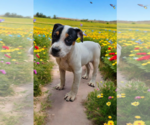 Small #6 Basenji-Rat Terrier Mix