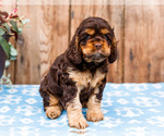 Small Photo #17 Cocker Spaniel Puppy For Sale in WAKARUSA, IN, USA