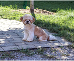 Fox - Male Shih Tzu Puppy for Sale - Photo #4