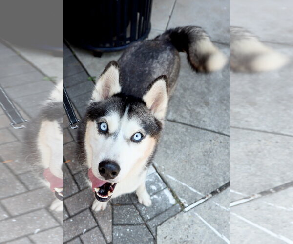 Medium Photo #1 Siberian Husky Puppy For Sale in Cumming, GA, USA
