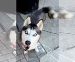 Emma - Female Siberian Husky Dog for Adoption - Small photo