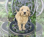 Small Photo #3 Goldendoodle Puppy For Sale in MUSTANG, OK, USA