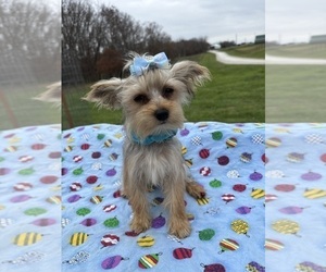 Yorkshire Terrier Puppy for sale in LANCASTER, MO, USA