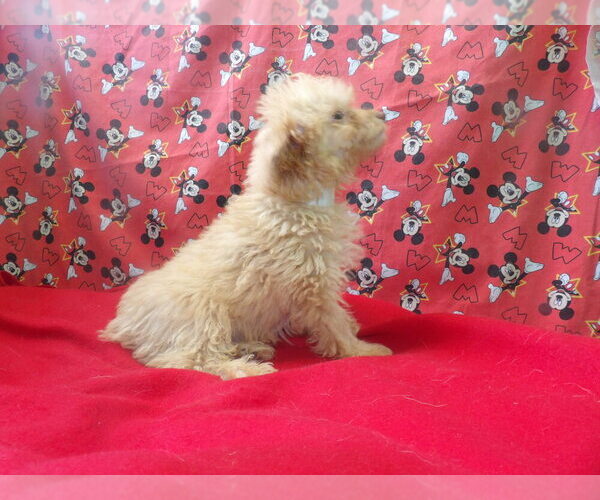 Medium Photo #6 F2 Aussiedoodle Puppy For Sale in PATERSON, NJ, USA