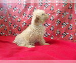 Small #5 F2 Aussiedoodle