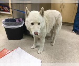 Siberian Husky Dogs for adoption in Riverside, CA, USA