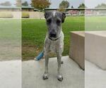 Small Pointer Mix