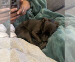 Small #4 Mutt