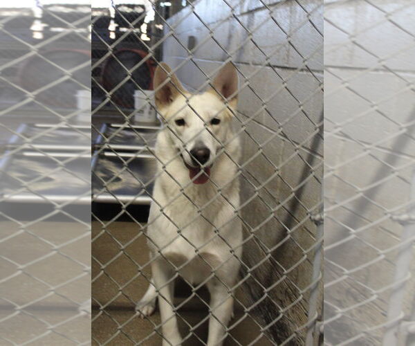 Medium Photo #1 Gerberian Shepsky Puppy For Sale in El Centro, CA, USA
