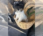 Small #9 Yorkshire Terrier