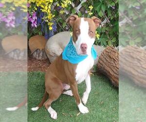 Mutt Dogs for adoption in Oklahoma City, OK, USA