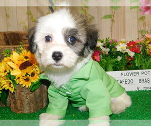 Shih Tzu Puppy for Sale in HAMMOND, Indiana USA