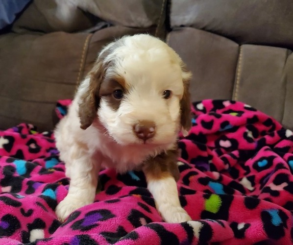 Medium Photo #3 Miniature Bernedoodle Puppy For Sale in LEETONIA, OH, USA