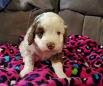 Small #2 Miniature Bernedoodle