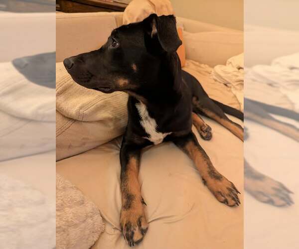 Medium Photo #2 Shepweiller Puppy For Sale in Mechanicsburg, PA, USA