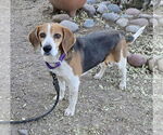 Small Beagle