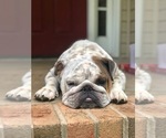 Small Photo #1 English Bulldog Puppy For Sale in CLOVER, SC, USA