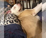 Small Photo #6 Staffordshire Bull Terrier-Unknown Mix Puppy For Sale in Princeton, MN, USA